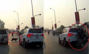 Clip: Chó chạy ngang đường, xe máy húc đuôi ô tô rồi dựng ngược