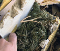 Bắt quả tang cảnh sát PCCC bán cần sa cho người nghiện ma túy ở Hải Phòng