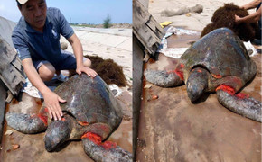 Vích biển quý hiếm nặng 40kg bị thương dạt vào cửa sông ở Nam Định