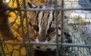 Lật mặt kẻ bẫy mèo rừng quý hiếm, rao bán trên facebook