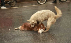 Rơi nước mắt nhìn chú chó đau đớn lay xác bạn bị xe đâm chết