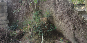 Cây gạo khổng lồ không ai dám đến và lời đồn nơi ngụ của ‘ma trành’