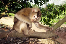 Hai con khỉ quý hiếm đi lạc vào vườn nhà dân