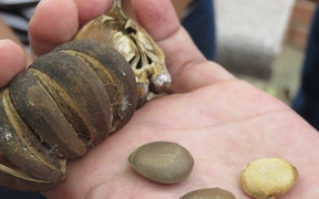 Nghệ An sẽ chặt bỏ cây ngô đồng khiến 60 học sinh nhập viện