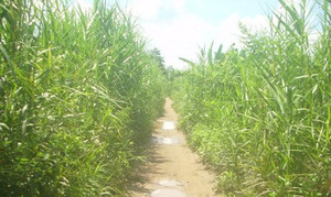 Đoạn đường sau 14 năm khởi công vẫn chưa hoàn thành khiến người dân bức xúc