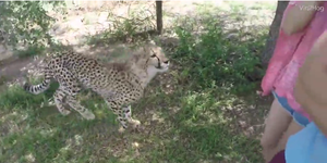 Video: Nữ sinh Trung Quốc bị báo đốm lao vào tấn công trong vườn thú