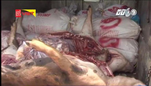 Hãi hùng thương lái thu mua lợn chết giá 5.000 đồng/kg bỏ mối cho lò mổ