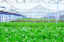 Vingroup ký thỏa thuận hợp tác với 500 hộ sản xuất