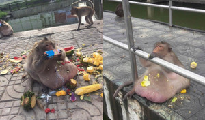 Chú khỉ béo núc ních, ai cho gì cũng ăn