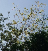 Bụi tre trăm năm nở hoa trúng dịp 30/4 tại Quảng Nam