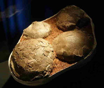 Phát hiện hóa thạch trứng khủng long trong công trình xây dựng