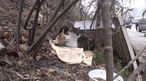 Rơi nước mắt với clip chú mèo ngày đêm bảo vệ bạn bị tàn tật