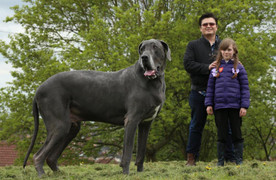 Kinh ngạc chó khổng lồ, lớn như voi, mỗi ngày ăn 15 kg thực phẩm