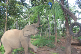 Cuộc sống ít biết của hai chàng 'bảo mẫu' chăm sóc voi ở Đắk Lắk