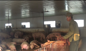 Video: Chủ trang trại dùng phân lợn 'giải cứu' đàn lợn mất giá