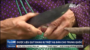 Dân Lạng Sơn đua nhau triệt hạ dược liệu quý bán cho Trung Quốc