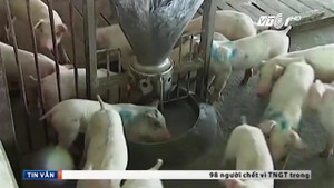 Giá thịt chạm đáy, nông dân phải bỏ đói đàn lợn