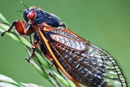 Ve sầu lạ 'khủng' và tiếng kêu cực to tấn công miền Tây