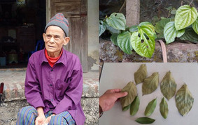 Vén màn bí ẩn về lời đồn kẻ gian sử dụng lá trầu làm bùa ngải thôi miên để cướp tài sản