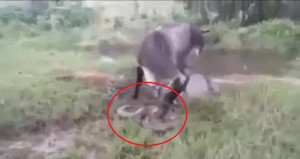 Bò mẹ điên cuồng giày xéo trăn anaconda khổng lồ, trả thù cho con