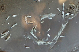 Cá biển chết hàng loạt dạt vào bờ ở Kiên Giang