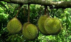 Trộm sầu riêng, nam thanh niên bị chủ vườn chém chết