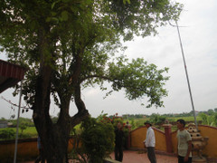 Bí ẩn cây thuốc lạ ở miếu Thánh Mẫu chữa khỏi bệnh cho nhiều người