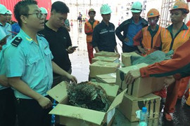 Bắt giữ 4 lô hàng chứa Shisha và tiền chất ma túy cực độc nhập trái phép vào cảng Hải Phòng