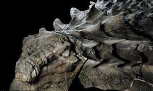 Bất ngờ phát hiện hóa thạch khủng long chưa từng được biết đến