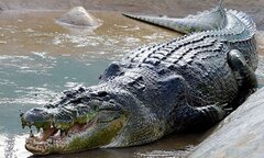 Đàn cá sấu ăn thịt cha xứ gây sốc ở Zimbabwe