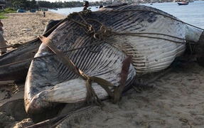 Dân Bình Thuận chôn cất xác cá voi nặng gần 15 tấn