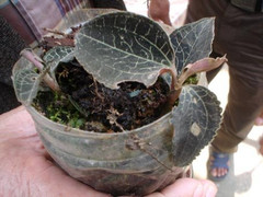 Giải mã sự thật về cỏ kim cương - thứ cỏ đắt như vàng ròng