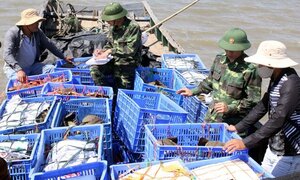 Bắt giữ đối tượng vận chuyển 120 con sam trái phép tại Quảng Ninh