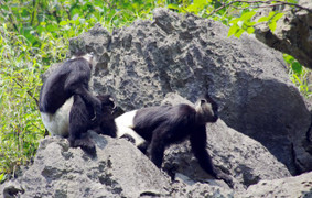 Về ‘quê hương’ King Kong ngắm voọc quần đùi trắng
