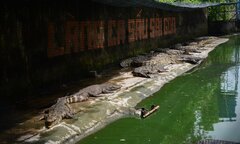 Hàng vạn con cá sấu đói lả ‘chờ chết’