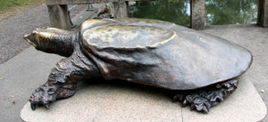 Ngỡ ngàng hai con ‘rùa Hồ Gươm’ khổng lồ ở Tây Viên Tự