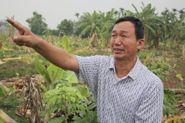 Video, ảnh: Hiện trường vườn chuối hàng nghìn cây bị côn đồ đất Cảng chém gục trong đêm