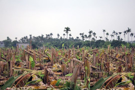 Côn đồ triệt hạ hàng nghìn cây chuối của dân: Công an Hải Phòng lên tiếng