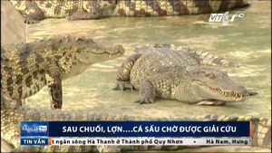 Sau chuối, lợn, đến lượt cá sấu chờ giải cứu