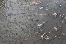 Cá nổi đen kịt kênh Nhiêu Lộc, ngoi ngóp thở trong rác thải