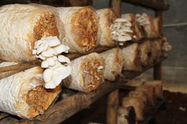 Khám phá mô hình sản xuất nấm sạch