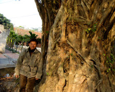 Kinh ngạc 'rừng cổ thụ' khổng lồ từ thời Trần ở ngoại ô Hà Nội