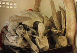 Ảnh: 2 bộ xương cá voi ‘khủng’ nhất Việt Nam ở Quảng Bình