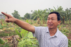 Côn đồ triệt hạ hàng nghìn cây chuối của dân: 7 đối tượng dương tính với ma túy