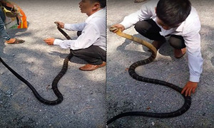 Rùng mình xem người đàn ông tay không tóm đầu hổ mang chúa lôi khỏi hang