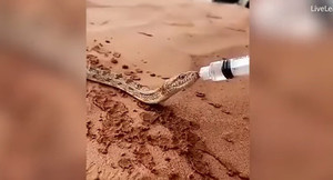 Video: Quá khát, rắn sa mạc 'hồn nhiên' xin nước người đi đường