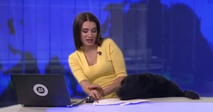 Chó đột nhập trường quay, chồm lên bàn khiến MC xinh đẹp khiếp sợ