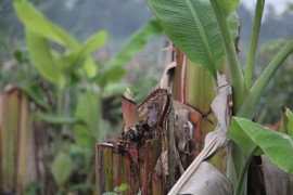 Giám đốc công ty thuê người triệt hạ hàng ngàn cây chuối: Có thể đối mặt với khung hình phạt cao hơn