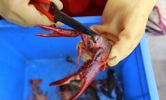 Kỳ lạ nghề làm sạch tôm trước khi bán
