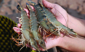 Thu mua tôm cua, 3 du khách Trung Quốc bị phạt 20 triệu đồng